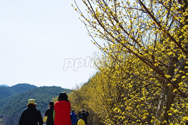 산수유꽃과 사람들 이미지 미리보기