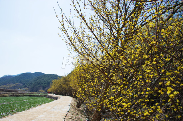 산수유꽃길 이미지 미리보기