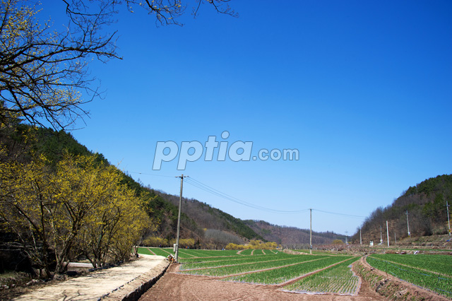 산수유꽃과 밭 이미지 미리보기