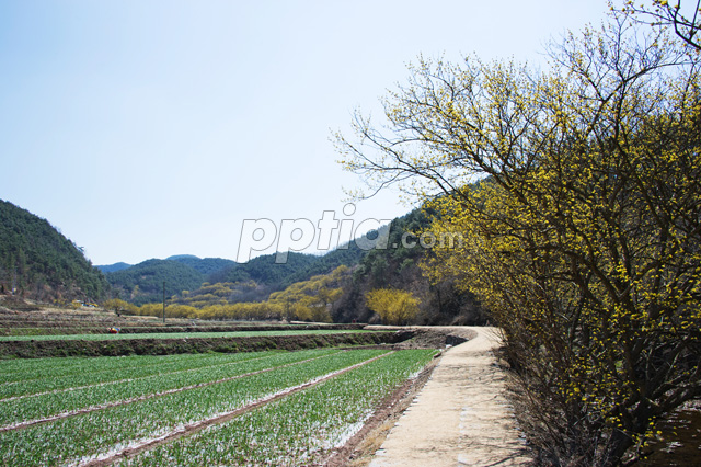 산수유꽃과 밭 이미지 미리보기