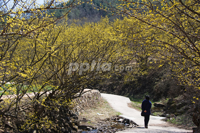 산수유꽃길과 여성 이미지 미리보기