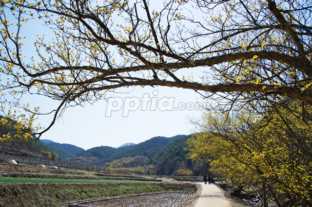 산수유꽃길 이미지 미리보기