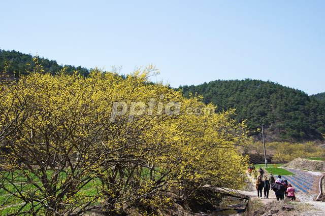 산수유꽃길 이미지 미리보기