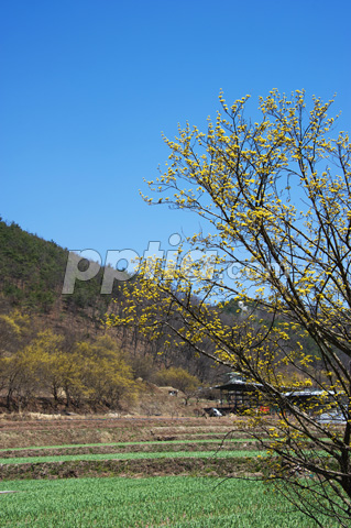 산수유꽃과 밭 이미지 미리보기