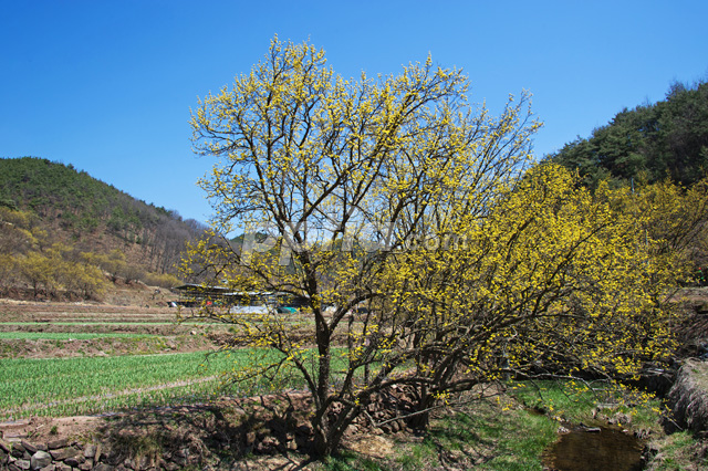 산수유꽃 이미지 미리보기