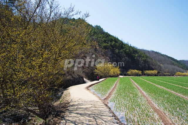 산수유꽃길과 밭 이미지 미리보기