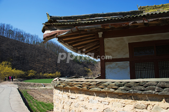 집과 산수유꽃길 이미지 미리보기