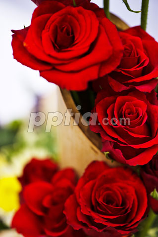 장미꽃 이미지 미리보기