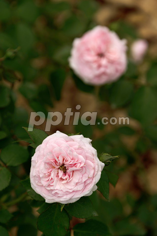 마리아 테레지아 이미지 미리보기