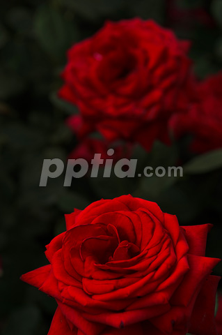 부루군드 81 이미지 미리보기
