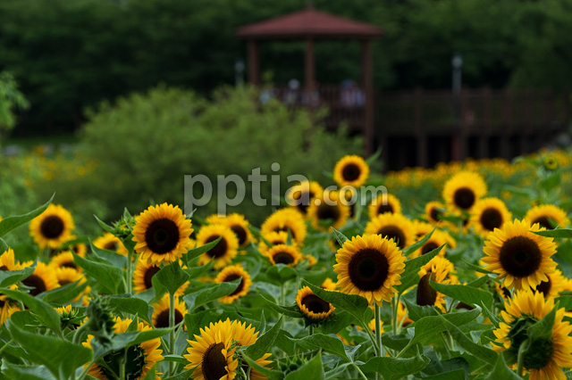 해바라기꽃 이미지 미리보기