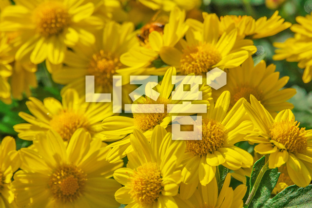 국화꽃 이미지 미리보기