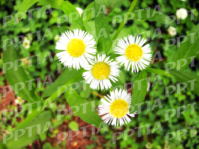 꽃 이미지 미리보기