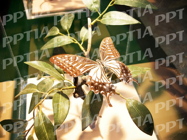 나비 이미지 미리보기