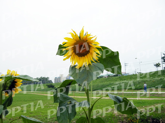해바라기 이미지 미리보기