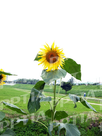 해바라기 이미지 미리보기