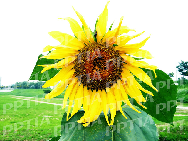 해바라기 이미지 미리보기
