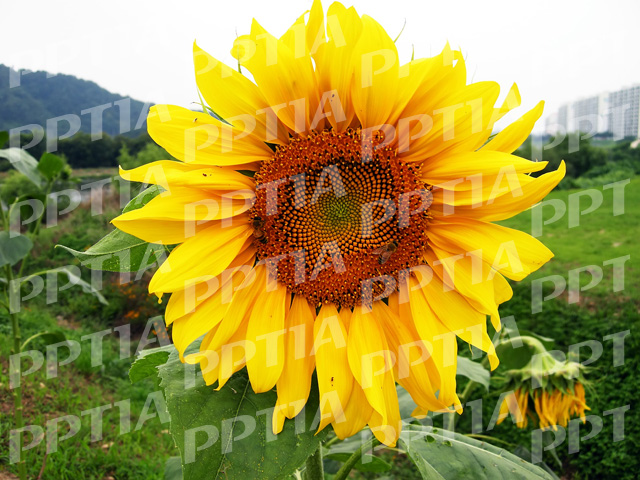 해바라기 이미지 미리보기