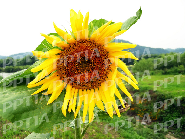 해바라기 이미지 미리보기