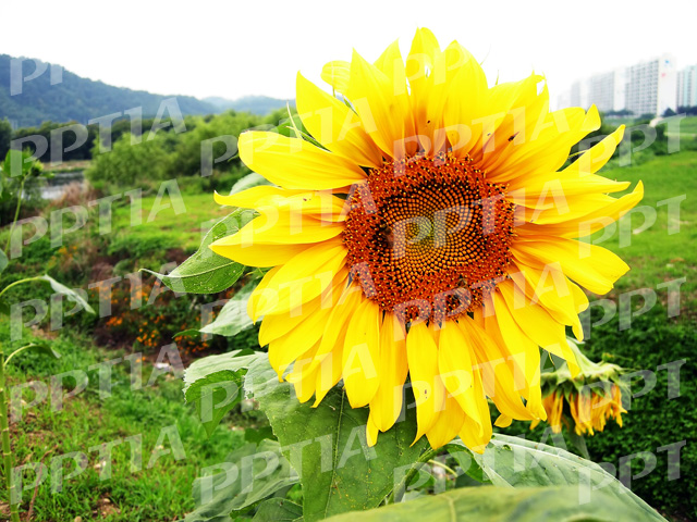 해바라기 이미지 미리보기