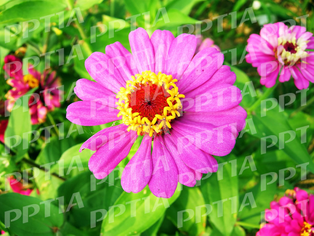 꽃 이미지 미리보기