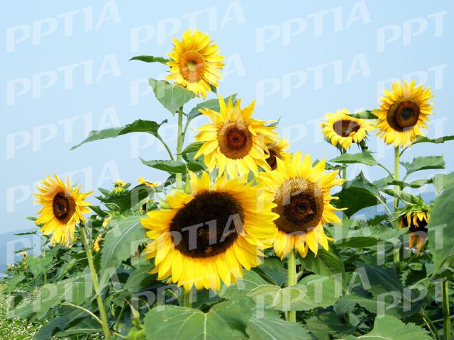 해바라기 이미지 미리보기