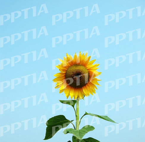 해바라기 이미지 미리보기