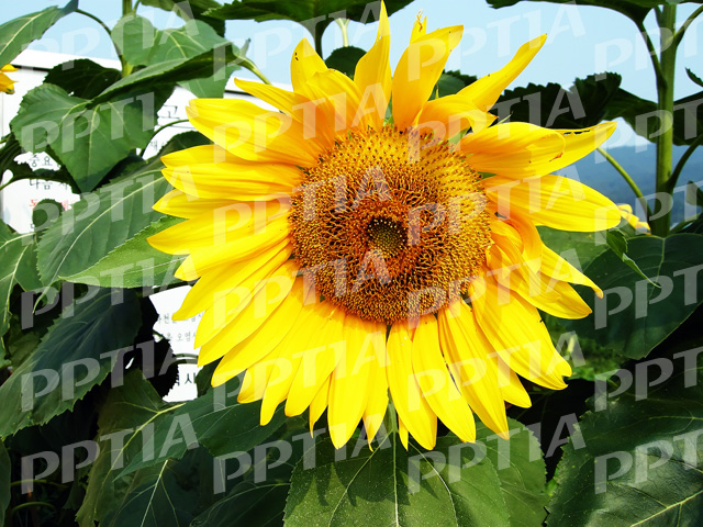 해바라기 이미지 미리보기