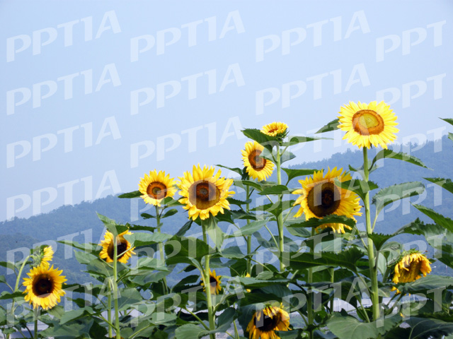 해바라기 이미지 미리보기