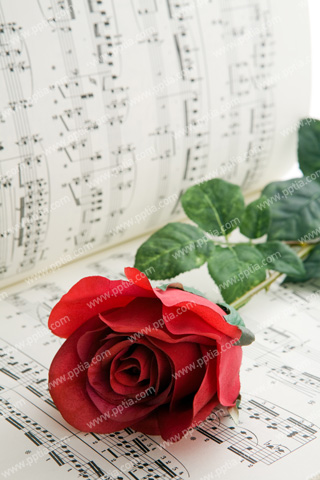 악보와 장미꽃 이미지 미리보기