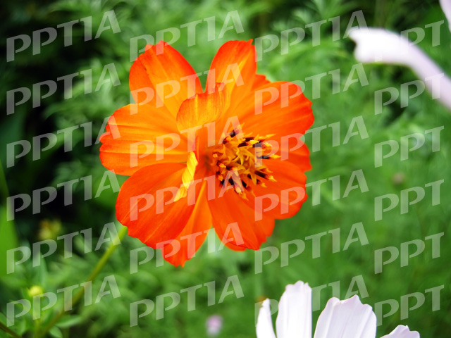 꽃 이미지 미리보기
