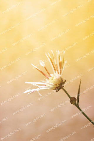 흰색 꽃한송이 이미지 미리보기