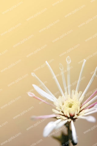 정면을 보고 있는 흰색꽃한송이 이미지 미리보기