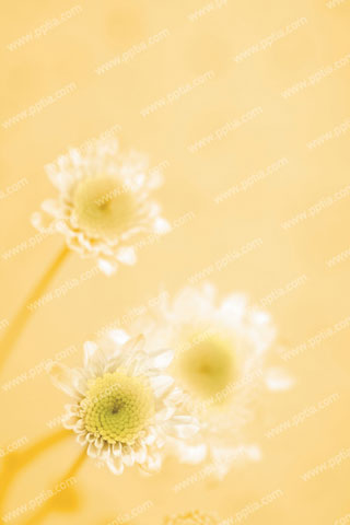 흰색의 꽃들 이미지 미리보기