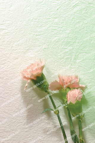 분홍색 카네이션 이미지 미리보기