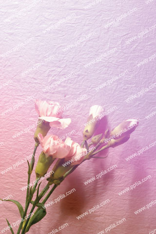 분홍색 카네이션과 꽃망울 이미지 미리보기