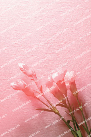 분홍 카네이션 3송이와 꽃망울 이미지 미리보기