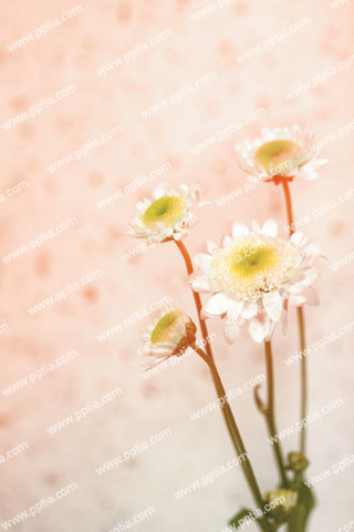 흰색 꽃 이미지 미리보기