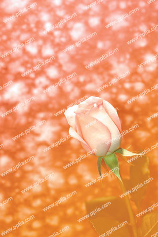 분홍색 장미꽃 한송이 이미지 미리보기