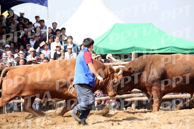 소 이미지 미리보기