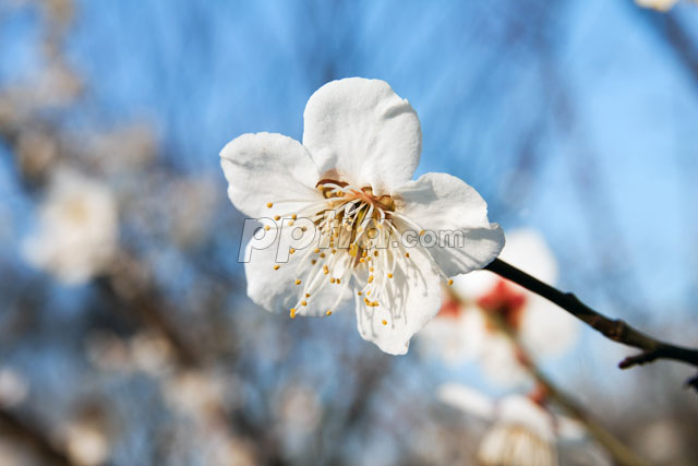 매화꽃 이미지 미리보기