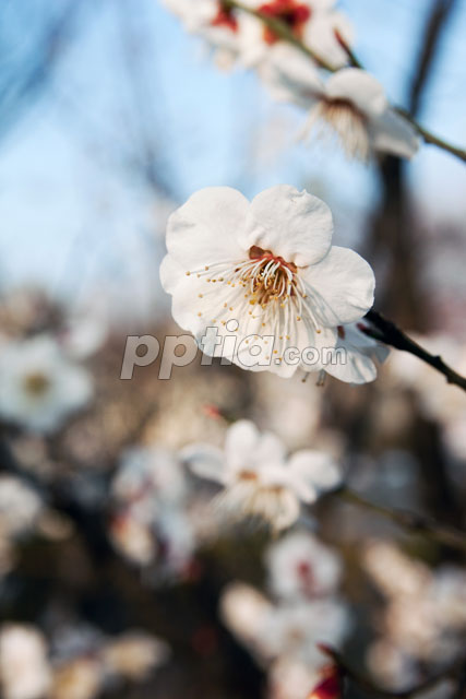 매화꽃 이미지 미리보기