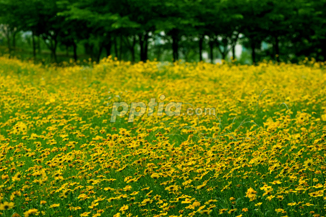 금계국 이미지 미리보기