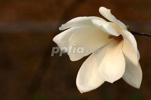 흰꽃 이미지 미리보기