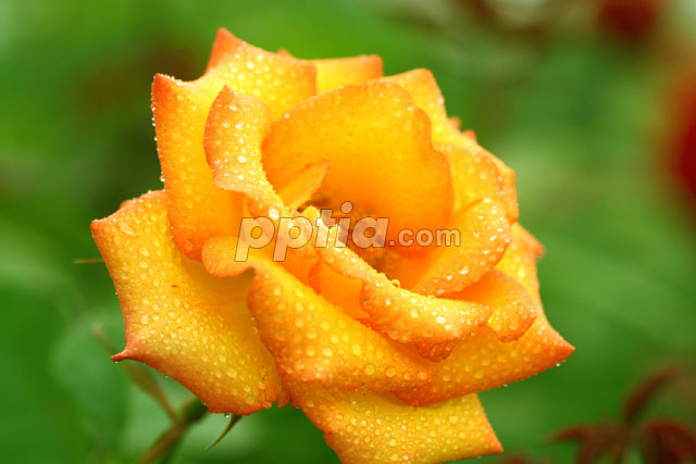 이슬맺힌 노란꽃 이미지 미리보기