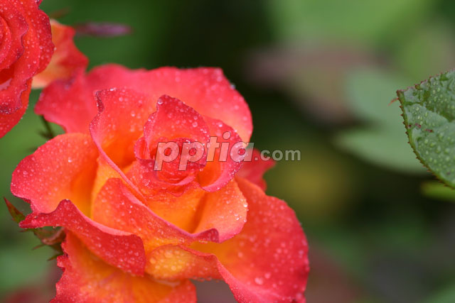이슬맺은 선분홍꽃 이미지 미리보기
