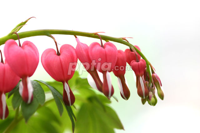 꽃 이미지 미리보기