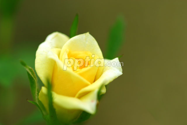 노란장미 이미지 미리보기