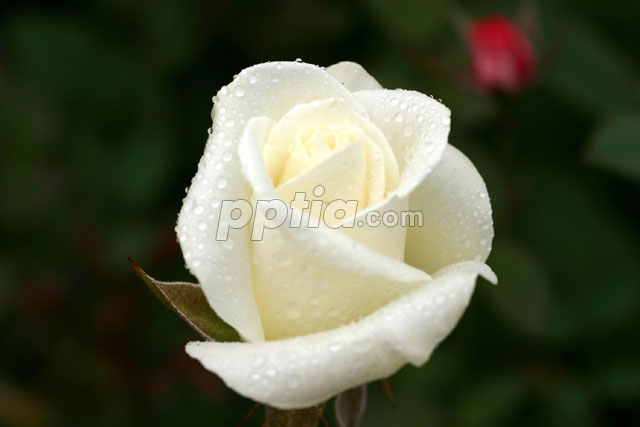 백장미 이미지 미리보기