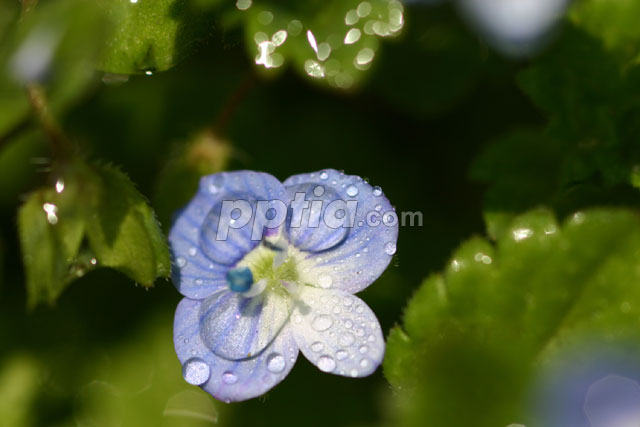 꽃 이미지 미리보기